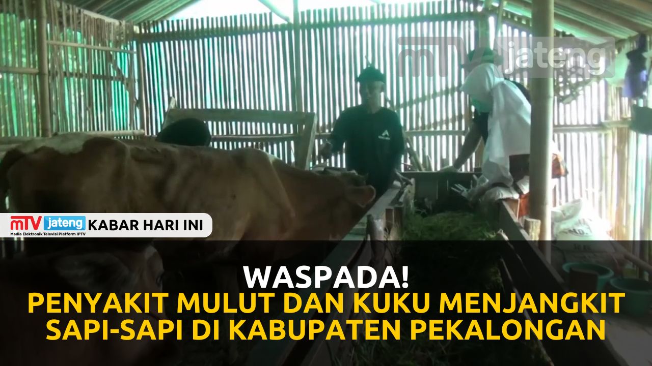 Waspada! Penyakit Mulut dan Kuku Menjangkit Sapi-Sapi di Kabupaten Pekalongan