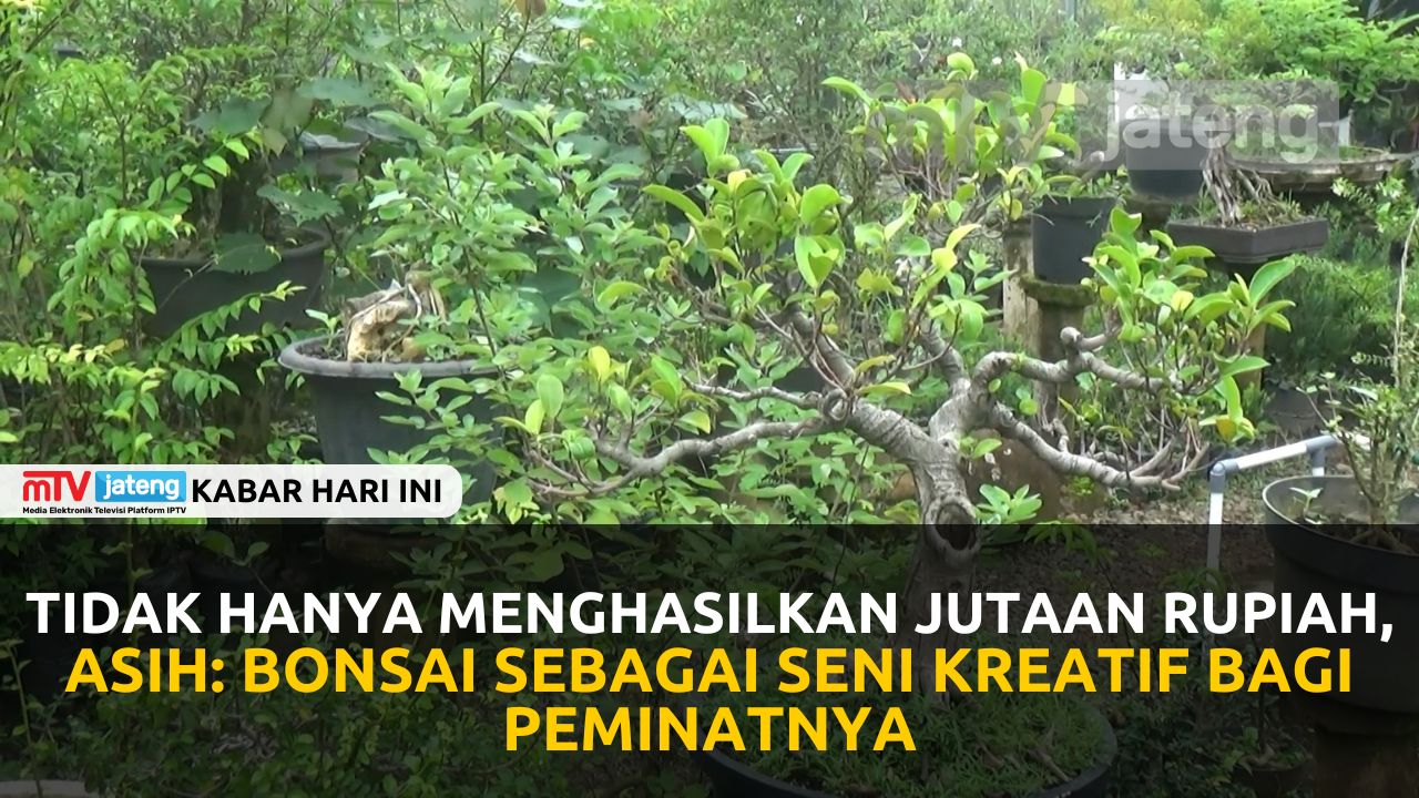 Tidak Hanya Menghasilkan Jutaan Rupiah, Asih: Bonsai Sebagai Seni Kreatif Bagi Peminatnya